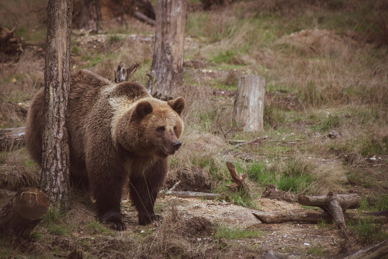 Oso peligroso en mitad de un bosque